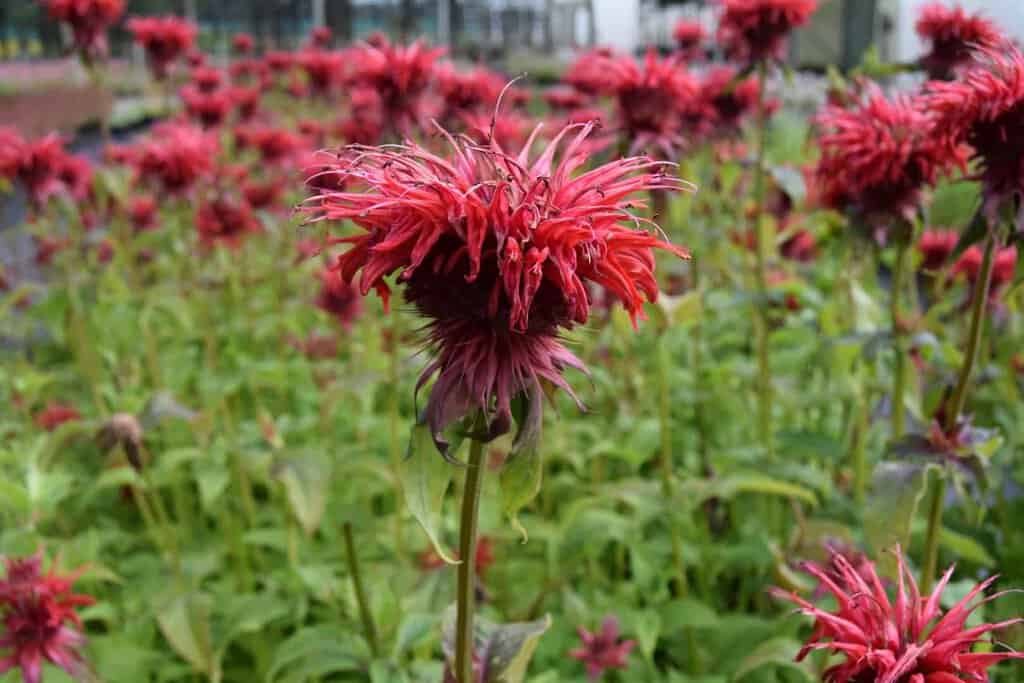 Monarda 'Cambridge Scarlet' ---